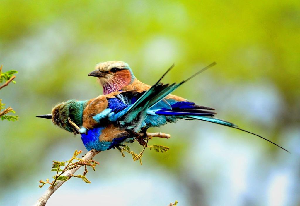 Honeyguide Tented Safari Camp - Khoka Moya محمية مانيليتي للطرائد المظهر الخارجي الصورة