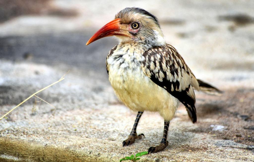 Honeyguide Tented Safari Camp - Khoka Moya محمية مانيليتي للطرائد المظهر الخارجي الصورة