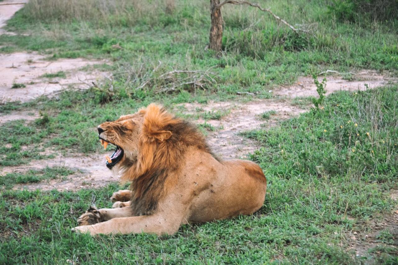 Honeyguide Tented Safari Camp - Khoka Moya محمية مانيليتي للطرائد المظهر الخارجي الصورة