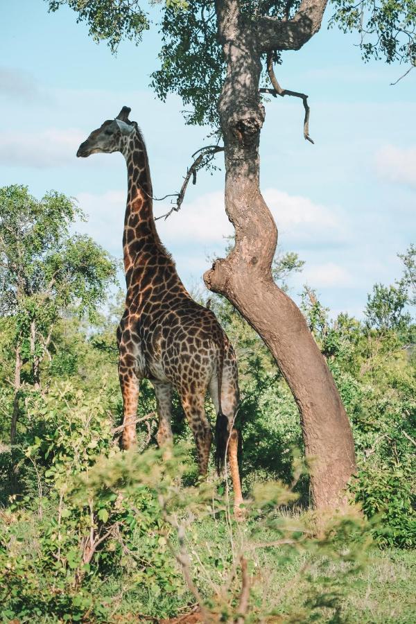 Honeyguide Tented Safari Camp - Khoka Moya محمية مانيليتي للطرائد المظهر الخارجي الصورة