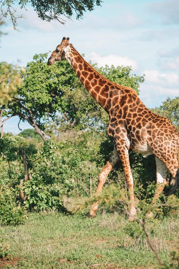 Honeyguide Tented Safari Camp - Khoka Moya محمية مانيليتي للطرائد المظهر الخارجي الصورة