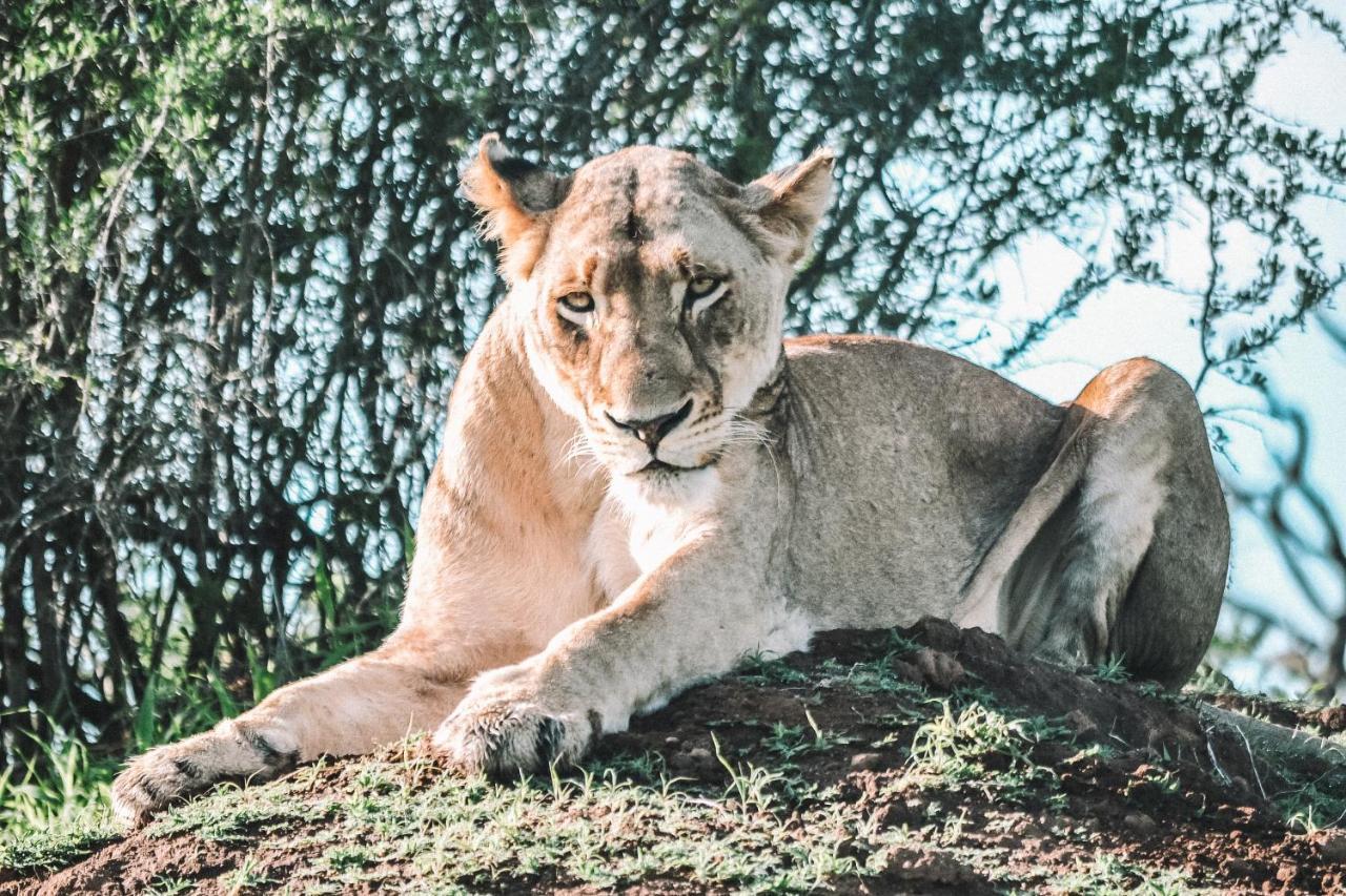 Honeyguide Tented Safari Camp - Khoka Moya محمية مانيليتي للطرائد المظهر الخارجي الصورة