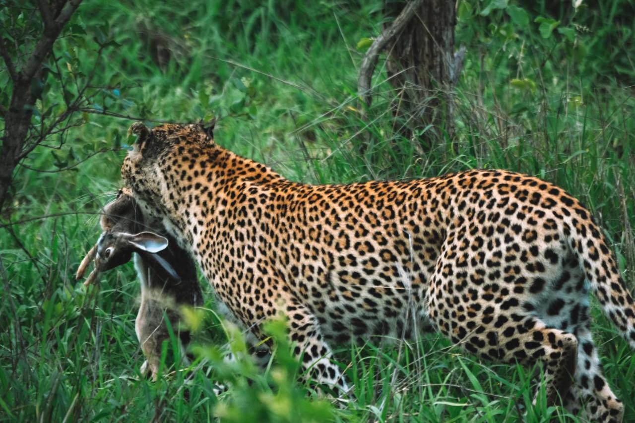 Honeyguide Tented Safari Camp - Khoka Moya محمية مانيليتي للطرائد المظهر الخارجي الصورة